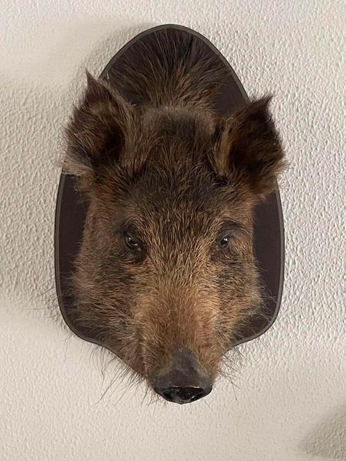 Prachtige opgezette kop everzwijn, Verzamelen, Dierenverzamelingen, Zo goed als nieuw, Opgezet dier, Wild dier, Ophalen of Verzenden
