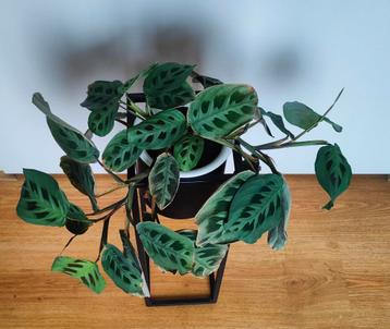 Tien geboden plant, Maranta kerchoveana beschikbaar voor biedingen