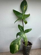 philodendron florida beauty (5), Huis en Inrichting, Ophalen of Verzenden, Overige soorten, Minder dan 100 cm