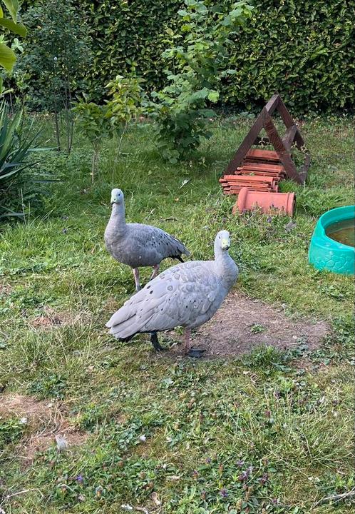Cereopsis Hoendergans koppel (2023) te koop, Dieren en Toebehoren, Pluimvee, Gans of Zwaan, Meerdere dieren