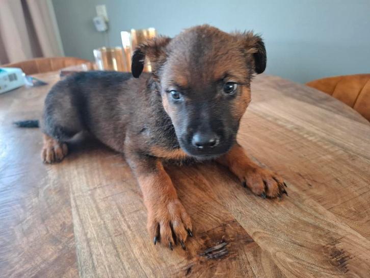 4 prachtige pups te koop, Dieren en Toebehoren, Honden | Niet-rashonden, Middel, Meerdere dieren, Particulier, Meerdere, Nederland