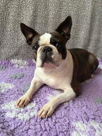 Boston terriër teefjes beschikbaar voor biedingen