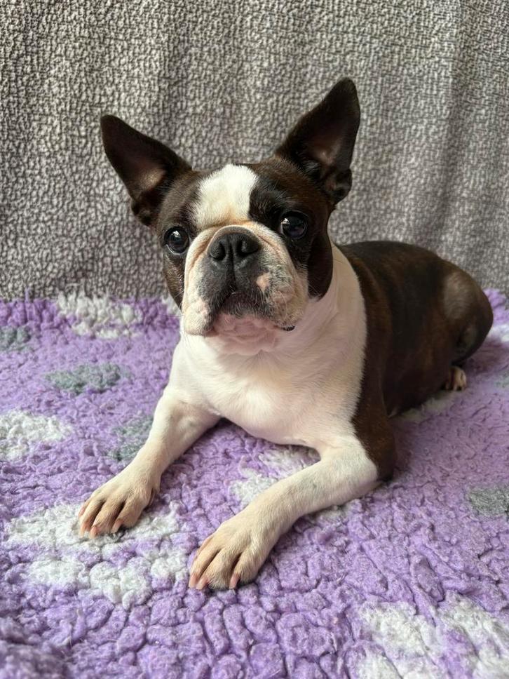 Boston terriër teefjes, Dieren en Toebehoren, Honden | Jack Russells en Terriërs, Teef, Overige rassen, Particulier, Meerdere