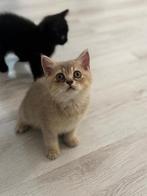 Britsekorthaar kittens silver shaded, Dieren en Toebehoren, Katten en Kittens | Raskatten | Korthaar, Kater