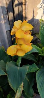 Canna Geel bollen, Ophalen of Verzenden, Voorjaar, Volle zon, Wortelstok