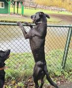 Goed huis gezocht voor mechelse herder teef, 6 jaar of ouder, Teef, Eén hond, Herder