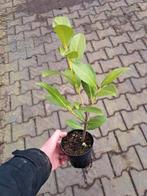 Actie!!! Laurier struiken prunus caucasica 40 cm nu €1,- pst, Halfschaduw, Zomer, Vaste plant, Ophalen of Verzenden