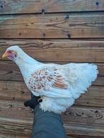 Wyandotte kriel hennetje, Dieren en Toebehoren, Pluimvee, Vrouwelijk, Kip