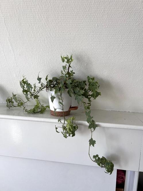 Diverse kamerplanten, Huis en Inrichting, Kamerplanten, Overige soorten, Minder dan 100 cm, Groene kamerplant, In pot, Ophalen