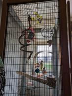 Lieve Grijze Congo roodstaart dame van 16 jaar, Vrouwelijk, Papegaai