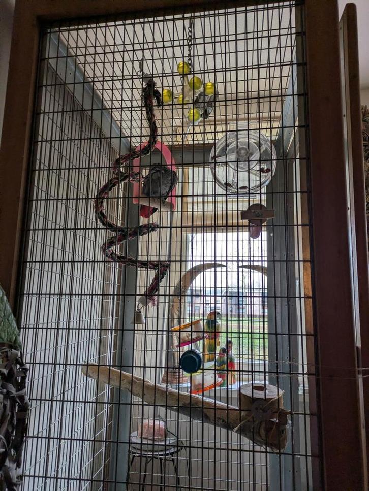 Lieve Grijze Congo roodstaart dame van 16 jaar, Dieren en Toebehoren, Vogels | Parkieten en Papegaaien, Papegaai, Vrouwelijk