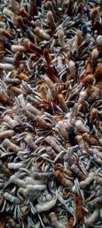 Multi color wollen vloerkleed, Ophalen of Verzenden, Zo goed als nieuw