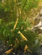 Neon fire backstripes gele garnalen, Dieren en Toebehoren, Vissen | Aquariumvissen, Kreeft, Krab of Garnaal