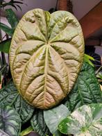 Actieve stamstek anthurium magnificum x luxurians, Ophalen of Verzenden, Overige soorten, Minder dan 100 cm