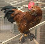Ukkelse baardkrielen haantjes, Dieren en Toebehoren, Pluimvee, Mannelijk, Kip