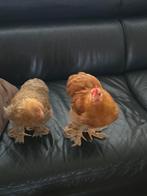 Kuikentjes te koop, Dieren en Toebehoren, Geslacht onbekend, Kip