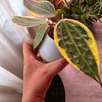 hoya macrophylla albomarginata, Huis en Inrichting, Kamerplanten, Ophalen of Verzenden, Overige soorten, Minder dan 100 cm