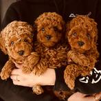 TOY POEDEL PUPS, Dieren en Toebehoren, Honden | Chihuahua's en Gezelschapshonden, 8 tot 15 weken, Meerdere, Meerdere dieren, CDV (hondenziekte)