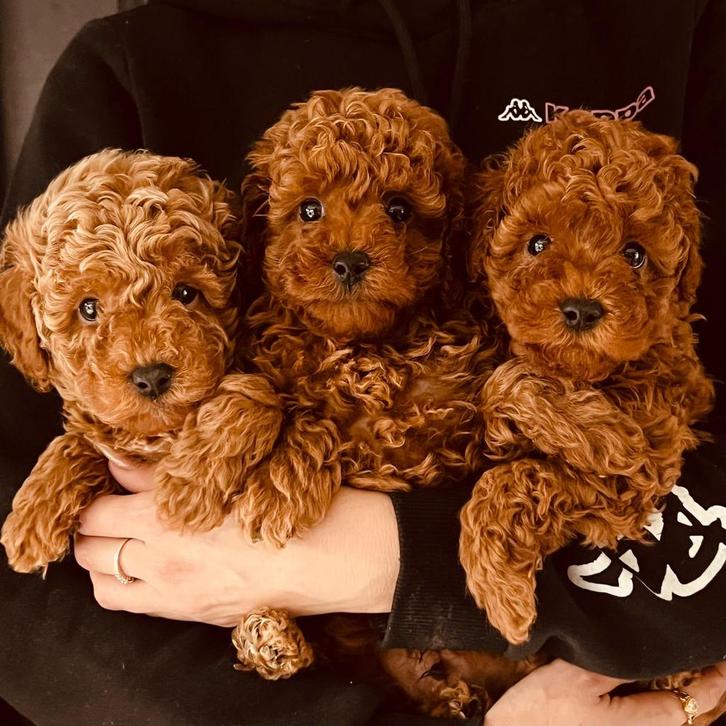 TOY POEDEL PUPS, Dieren en Toebehoren, Honden | Chihuahua's en Gezelschapshonden, Meerdere dieren, Poedel, Particulier, Meerdere