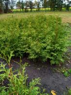 Coniferen thuja brabant, Ophalen, Conifeer, 100 tot 250 cm