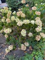 Hortensia Tuinplant, Vaste plant, Halfschaduw, Zomer, Ophalen