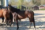 2 jarige hengst Painted Black x Jazz, Dieren en Toebehoren, Gechipt, Dressuurpaard, 0 tot 2 jaar, Hengst
