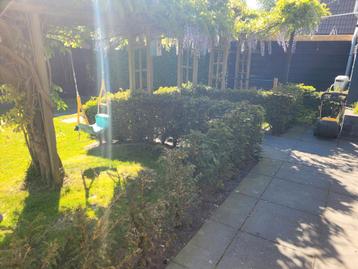 taxus haag, ongeveer 30 plantjes, 75 a 80 cm hoog beschikbaar voor biedingen