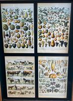 Adolphe Millot Natuurposters - Set van 4, Antiek en Kunst, Antiek | Schoolplaten, Ophalen, Natuur en Biologie