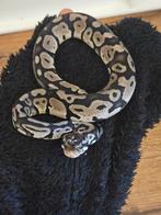 Ballpython- koningspython- python regius, Dieren en Toebehoren, Reptielen en Amfibieën, Slang, 0 tot 2 jaar