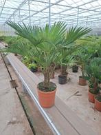 Trachycarpus Wagnerianus palm pot 24, Ophalen, Zomer, Overige soorten, Volle zon