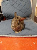 Jonge konijnen te koop!, Dieren en Toebehoren, Konijnen, Meerdere dieren, 0 tot 2 jaar