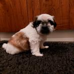 Lieve boomer pups, nog één reutje beschikbaar, Overige rassen, 8 tot 15 weken, Meerdere, Meerdere dieren