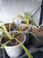 Graslelie kamerplant, Huis en Inrichting, Kamerplanten, Ophalen, Halfschaduw, Minder dan 100 cm