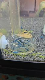 Blue dream neocaridina garnalen, Dieren en Toebehoren, Kreeft, Krab of Garnaal