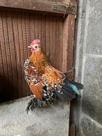 Sabelpoot haantje, Mannelijk, Kip