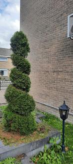 Gedraaide Conifeer 2.10 hoog- Sierlijke Tuinplant, Tuin en Terras, Planten | Bomen, Ophalen, Bloeit niet, Halfschaduw, Overige soorten