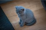 Britse korthaar kittens, Dieren en Toebehoren, Meerdere dieren, Ontwormd, 0 tot 2 jaar