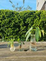 Verschillende stekjes van leuke planten, Tuin en Terras, Planten | Bomen, Ophalen, Volle zon, Overige soorten, Minder dan 100 cm