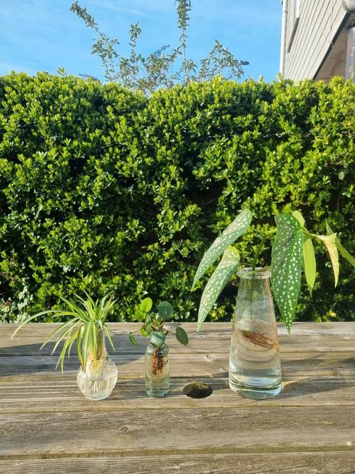 Verschillende stekjes van leuke planten, Tuin en Terras, Planten | Bomen, Overige soorten, Minder dan 100 cm, Volle zon, Ophalen