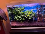 Aquarium, Dieren en Toebehoren, Vissen | Aquaria en Toebehoren, Ophalen of Verzenden, Leeg aquarium