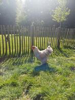 2 prachtige  brahma  heren. Van november  2024, Dieren en Toebehoren, Pluimvee, Mannelijk, Kip