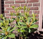 Rhododendron catawbiense  Plant, Ophalen, Rhododendron, Minder dan 100 cm