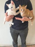 2 lieve kittens 10 weken oud, Dieren en Toebehoren, Katten en Kittens | Overige Katten, Meerdere dieren, 0 tot 2 jaar