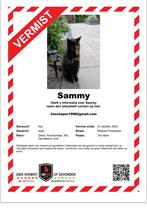 Vermist Sammy, Dieren en Toebehoren, Vermiste en Gevonden Dieren, Kat