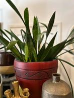 Diverse kamerplanten in pot, Huis en Inrichting, Ophalen, In pot, Halfschaduw, Minder dan 100 cm