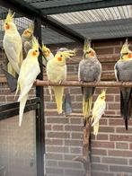 Diverse jonge valkparkieten, Meerdere dieren, Parkiet