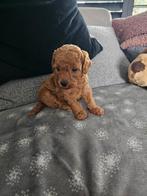 Mini labradoodle rood nog 1 reutjes, Nederland, Overige rassen, CDV (hondenziekte), 8 tot 15 weken