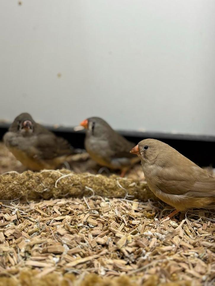 Jonge zebravinken, Dieren en Toebehoren, Vogels | Overige Vogels, Meerdere dieren, Geringd