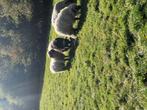 Mooie walliser Schwarznase ooien kruising, Dieren en Toebehoren, Schapen, Geiten en Varkens, Vrouwelijk, Schaap