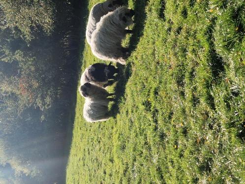 Mooie walliser Schwarznase ooien kruising, Dieren en Toebehoren, Schapen, Geiten en Varkens, Schaap, Vrouwelijk